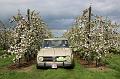 MG Bloesemrit op 24-4-2016 org. Jos&Marie-lou  (264)